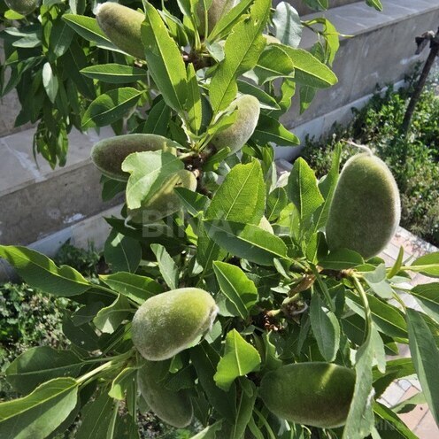 Продаётся  участок 95 сот, пос. Бадамдар, photo 24 from 25