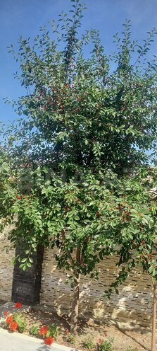 Продаётся 5-комн. дом/дача 230 м², пос. Мардакан, photo 9 from 23