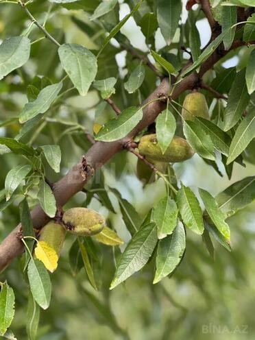 Продаётся  объект 800 м², Хачмазский р., photo 12 from 31