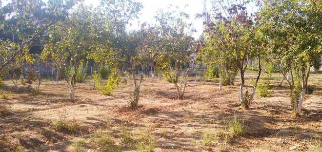 Satılır  torpaq 22 sot, Bilgəh q., photo 10 from 14