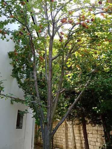 Satılır 7 otaqlı həyət evi/bağ evi 232 m², Nabran r., photo 12 from 32