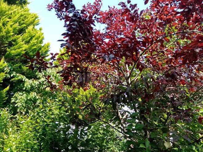 Satılır 7 otaqlı həyət evi/bağ evi 232 m², Nabran r., photo 11 from 32