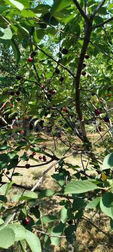 Satılır 7 otaqlı həyət evi/bağ evi 232 m², Nabran r., photo 13 from 32