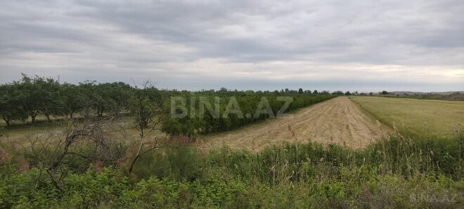 Участок - Барда - 500 сот (1)