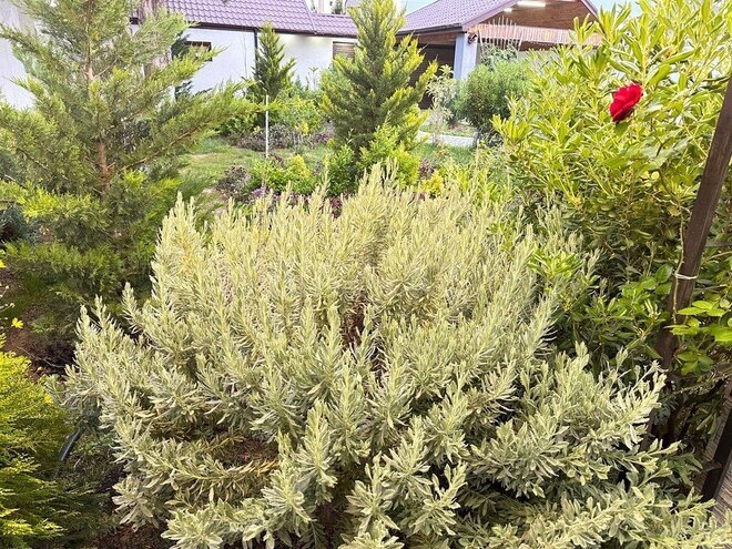 Сдаётся 5-комн. дом/дача 300 м², пос. Мардакан, photo 14 from 32