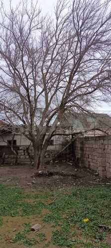 3 otaqlı həyət evi/bağ evi - Buzovna q. - 100 m² (8)