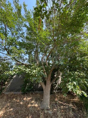 Продаётся  участок 10 сот, пос. Бузовна, photo 5 from 20