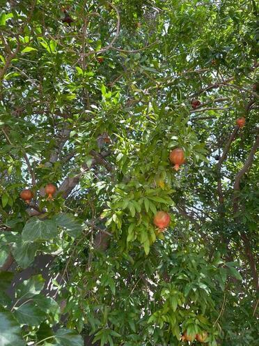 Продаётся  участок 10 сот, пос. Бузовна, photo 8 from 20