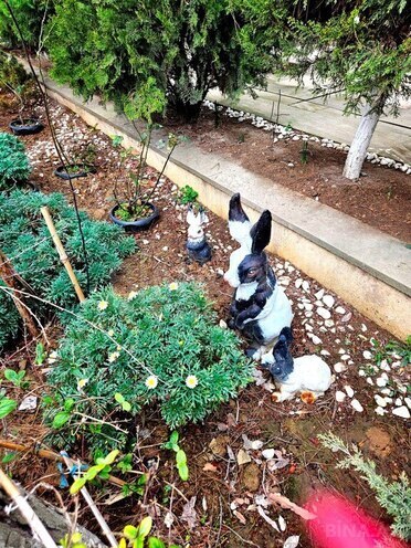 Продаётся 6-комн. дом/дача 400 м², пос. Мардакан, photo 25 from 32