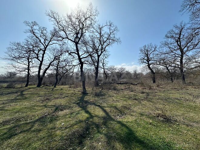 Satılır  torpaq 350 sot, Nabran r., photo 10 from 32