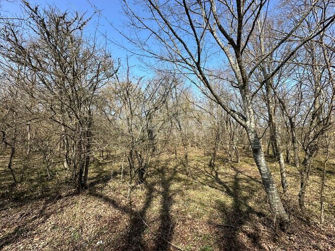 Satılır  torpaq 350 sot, Nabran r., photo 11 from 32