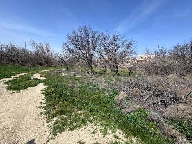 İcarəyə verilir  torpaq 200 sot, Sahil q., photo 5 from 18