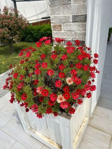5 otaqlı həyət evi/bağ evi - Bilgəh q. - 300 m² (19)
