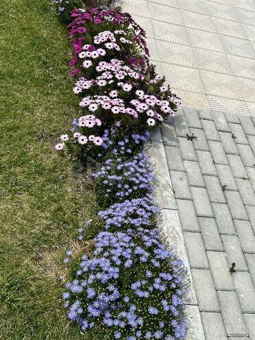 5 otaqlı həyət evi/bağ evi - Bilgəh q. - 300 m² (28)