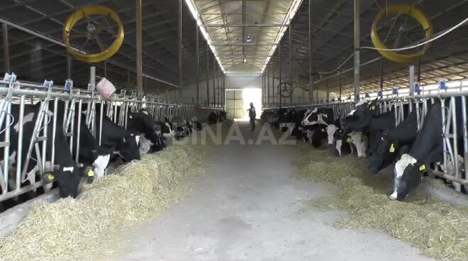 Obyekt - Şamaxı - 3000 m² (15)