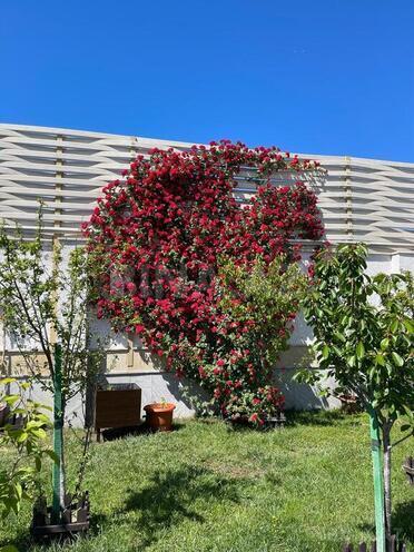 7 otaqlı həyət evi/bağ evi - Mərdəkan q. - 500 m² (14)