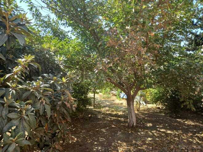 5 otaqlı həyət evi/bağ evi - Görədil q. - 250 m² (26)