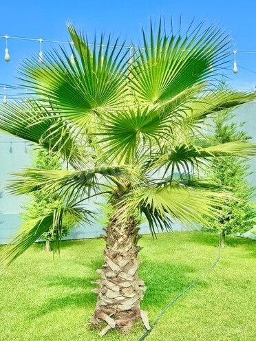 Сдаётся 4-комн. дом/дача 150 м², пос. Мардакан, photo 14 from 32