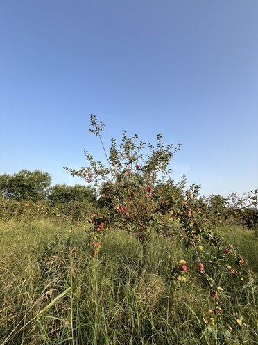 Satılır  torpaq 100 sot, photo 8 from 26