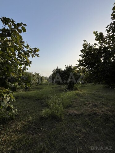 Satılır  torpaq 100 sot, photo 10 from 26