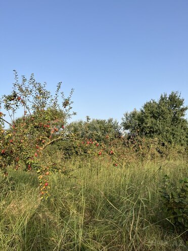 Satılır  torpaq 100 sot, photo 13 from 26