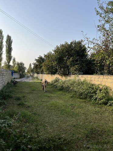 Satılır  torpaq 100 sot, photo 1 from 26