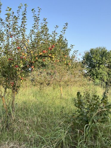 Satılır  torpaq 100 sot, photo 11 from 26