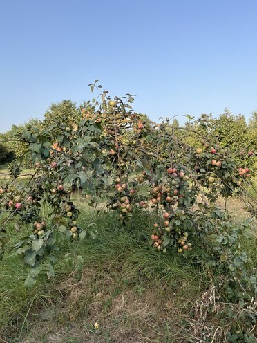 Satılır  torpaq 100 sot, photo 20 from 26