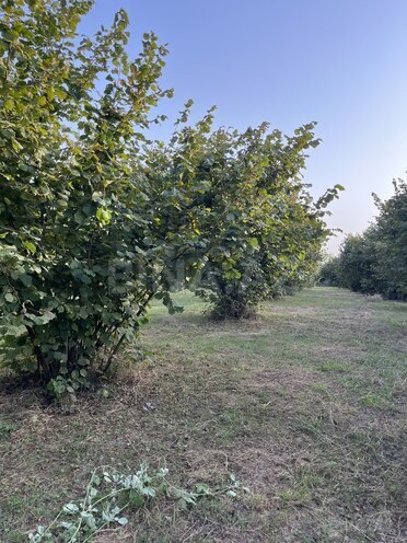 Satılır  torpaq 100 sot, photo 18 from 26