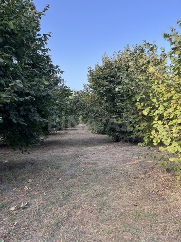 Satılır  torpaq 100 sot, photo 21 from 26