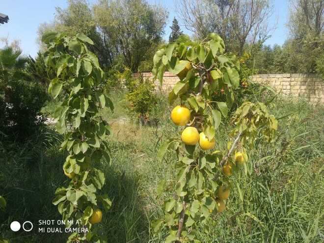 6 otaqlı həyət evi/bağ evi - Novxanı q. - 250 m² (25)
