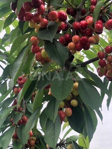 Satılır  torpaq 6.8 sot, photo 14 from 16