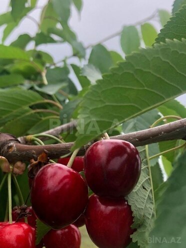 Satılır  torpaq 6.8 sot, photo 13 from 16