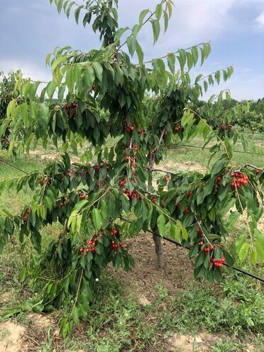 Satılır  torpaq 6.8 sot, photo 6 from 16