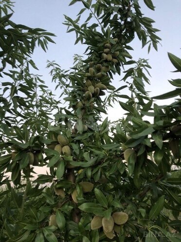 Satılır  torpaq 6.8 sot, photo 3 from 16