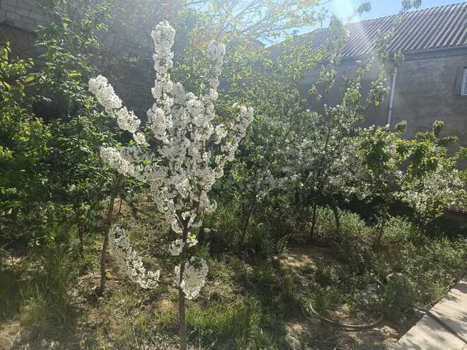 Продаётся 9-комн. дом/дача 250 м², Ясамальский р., photo 6 from 32