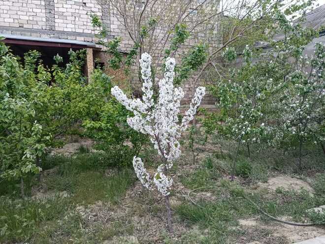 Продаётся 9-комн. дом/дача 250 м², Ясамальский р., photo 30 from 32