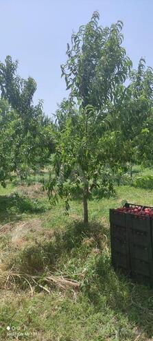 Satılır  torpaq 830 sot, Xaçmaz r., photo 5 from 9