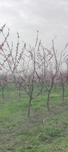 Satılır  torpaq 830 sot, Xaçmaz r., photo 3 from 9