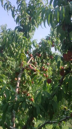 Satılır  torpaq 830 sot, Xaçmaz r., photo 6 from 9