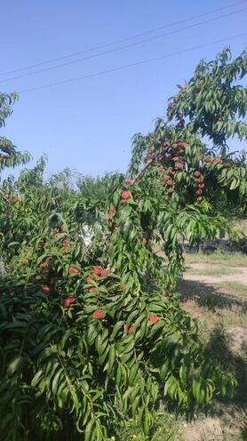 Satılır  torpaq 830 sot, Xaçmaz r., photo 7 from 9