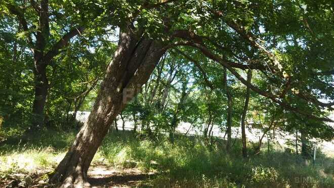 Torpaq - Xaçmaz - 49 sot (12)