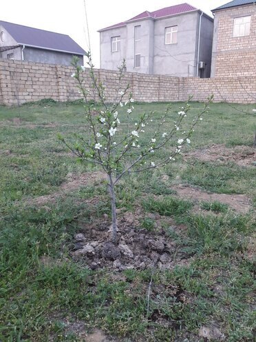 Продаётся  участок 6 сот, пос. Мехтиабад, photo 4 from 10