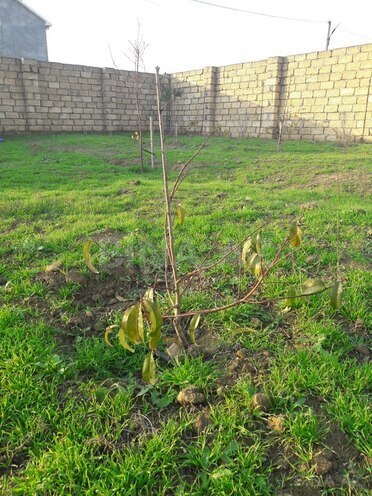 Продаётся  участок 6 сот, пос. Мехтиабад, photo 5 from 10