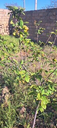 Продаётся  участок 6 сот, пос. Мехтиабад, photo 9 from 10