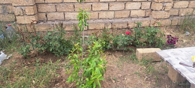 Продаётся  участок 6 сот, пос. Мехтиабад, photo 7 from 10