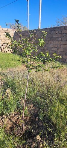 Продаётся  участок 6 сот, пос. Мехтиабад, photo 8 from 10