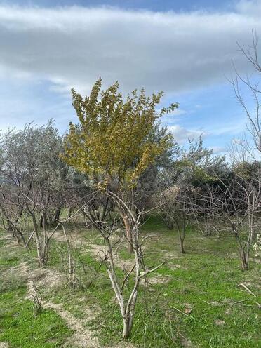 Продаётся  участок 500 сот, photo 12 from 14