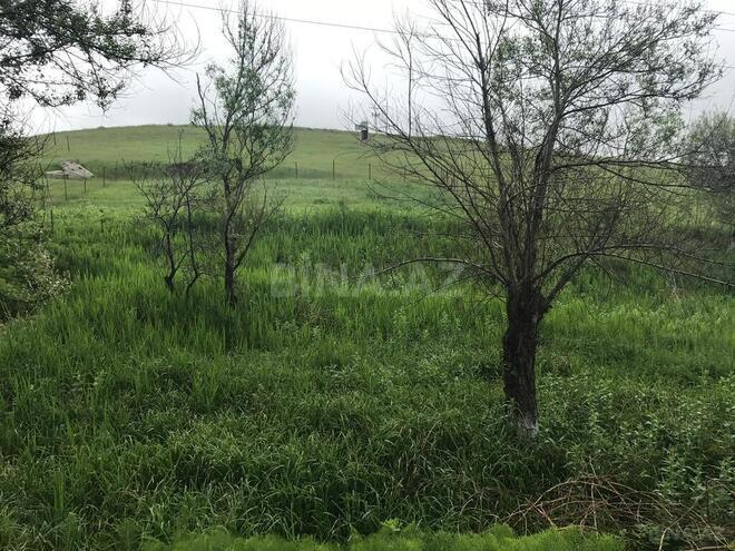 Torpaq - Şamaxı - 35 sot (1)