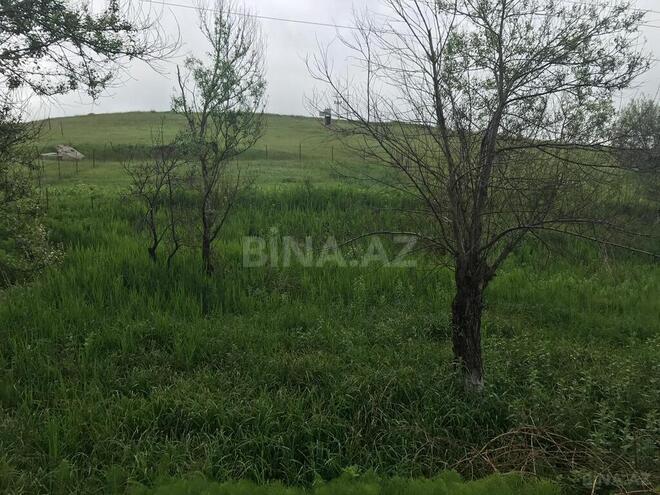 Torpaq - Şamaxı - 35 sot (2)